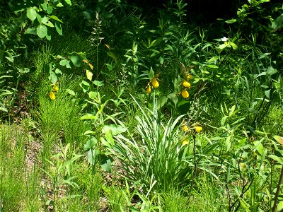 Bunch of yellow Lady Slippers along the Jordan River Pathway, East Jordan, Michigan photo