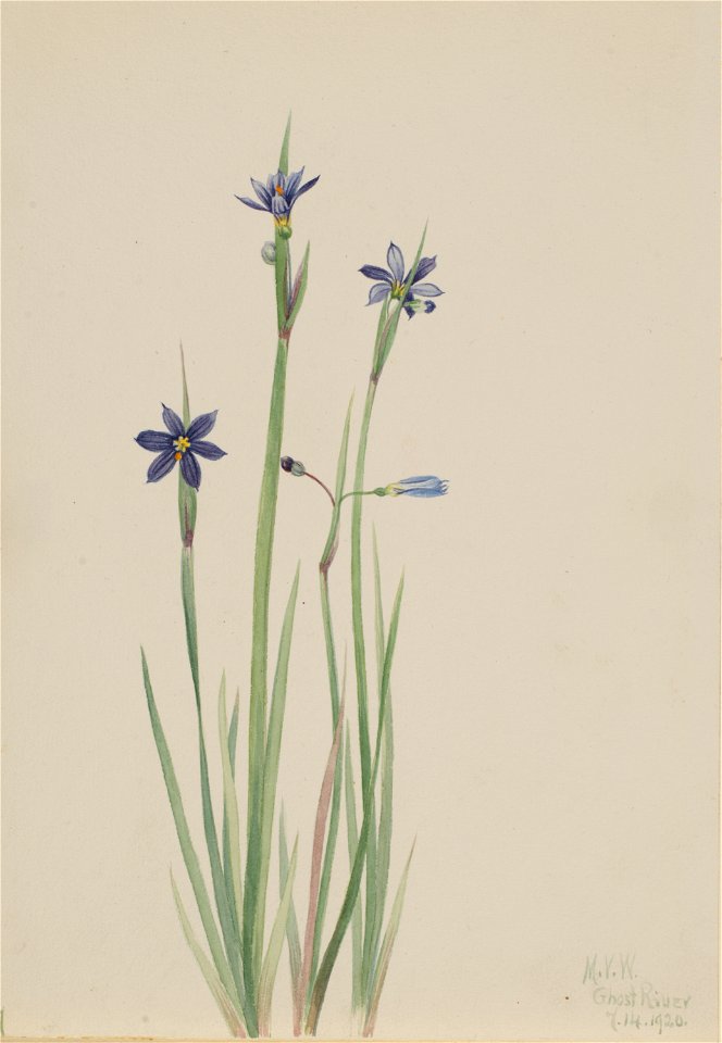 Blue-eyed-grass (Sisyrinchium angustifolium)