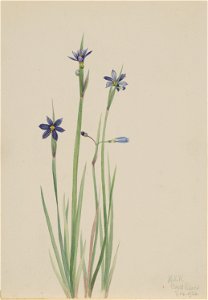 Blue-eyed-grass (Sisyrinchium angustifolium) photo