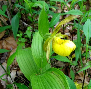 Cypripedium parviflorum var. pubescens, forested roadside near Morehead, Rowan County, Kentucky.
