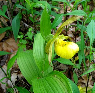 Cypripedium parviflorum var. pubescens, forested roadside near Morehead, Rowan County, Kentucky. photo