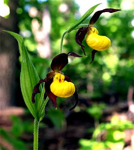 Self made picture of Yellow lady slipper, taken in Minnesota late spring of 2008. photo