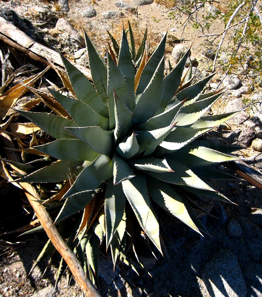 Desert agave, Agave deserti, photographed at Anza-Borrego Desert State Park, CA, USA.