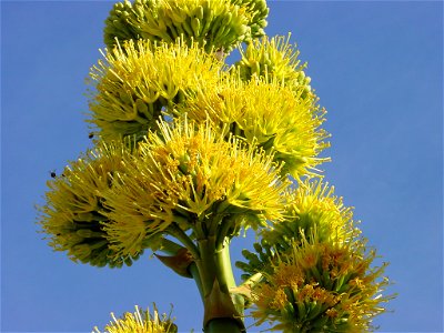 Inflorescencia de Agave deserti Author: Noah Elhardt Subject: Agave deserti Location: Anza Borrego State Park photo