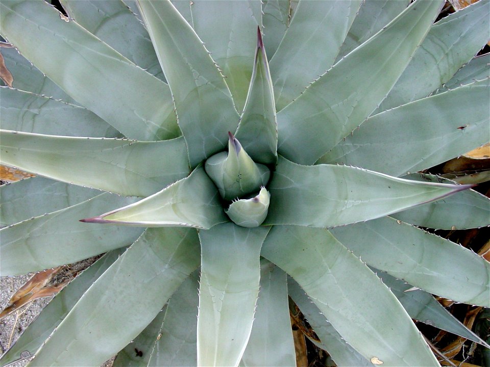 Agave deserti rosette
