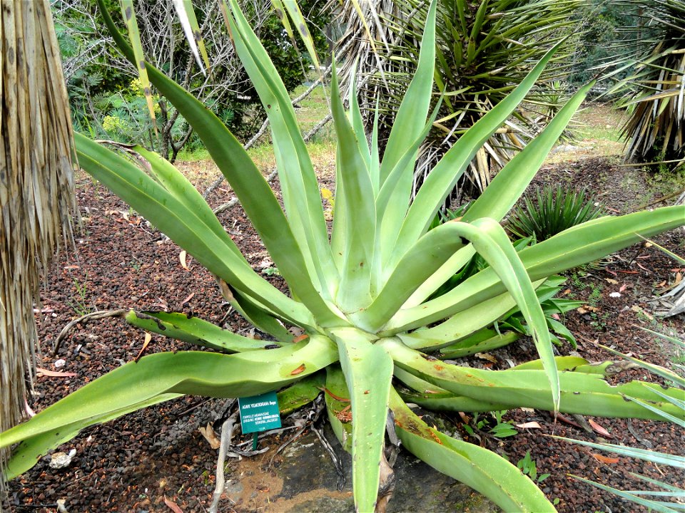 Agave vilmoriniana specimen in the Jardin d'oiseaux tropicaux, La Londe-les-Maures, France.