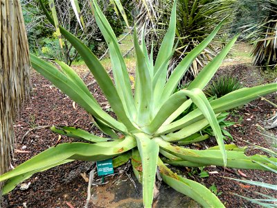 Agave vilmoriniana specimen in the Jardin d'oiseaux tropicaux, La Londe-les-Maures, France.