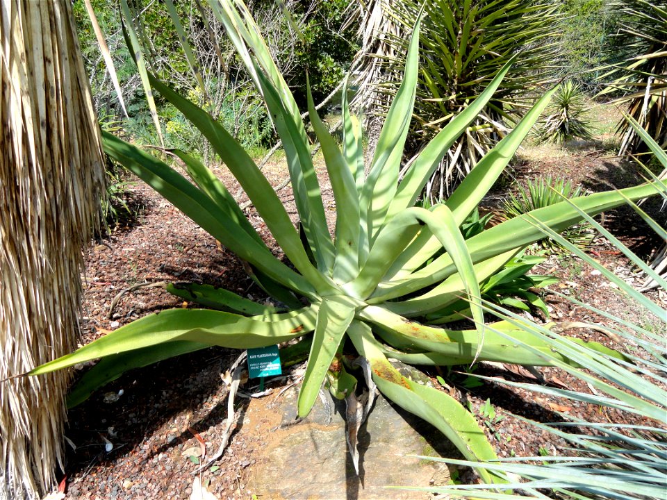 Agave vilmoriniana specimen in the Jardin d'oiseaux tropicaux, La Londe-les-Maures, France.