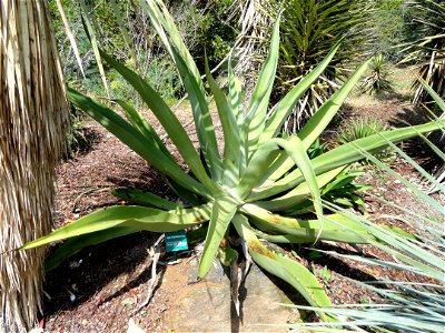 Agave vilmoriniana specimen in the Jardin d'oiseaux tropicaux, La Londe-les-Maures, France.