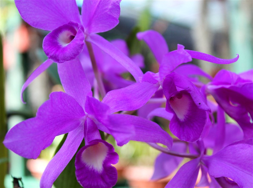 This is one of the many species of orchids found in Costa Rica
