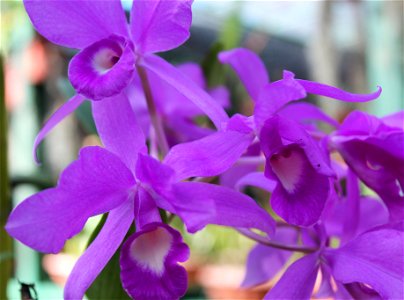 This is one of the many species of orchids found in Costa Rica