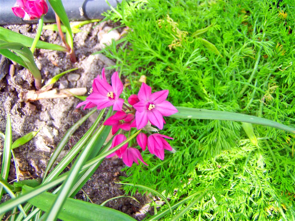 Flower Rex 11