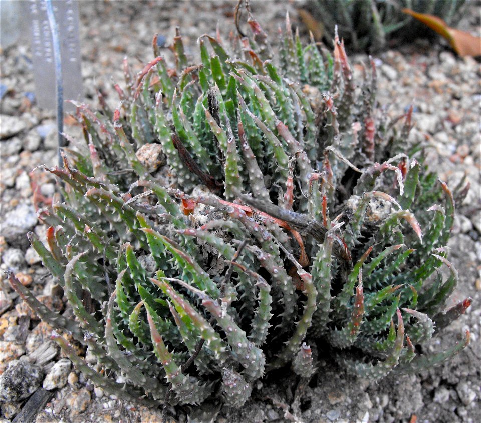 Aloe humilis at the San Diego Zoo, California, USA.