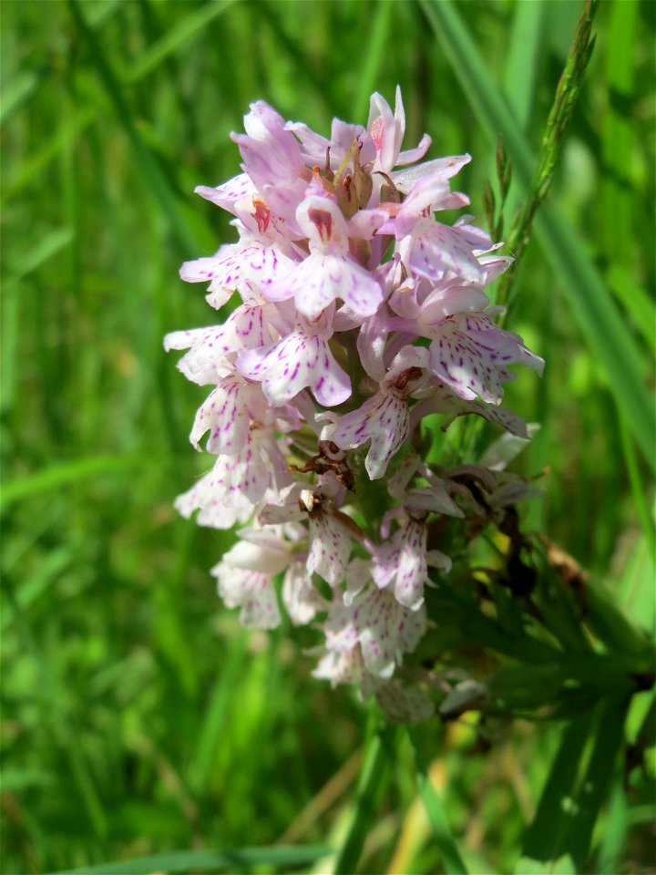 Fuchs’ Knabenkraut (Dactylorhiza fuchsii) im Naturschutzgebiet „St. Arnualer Wiesen“