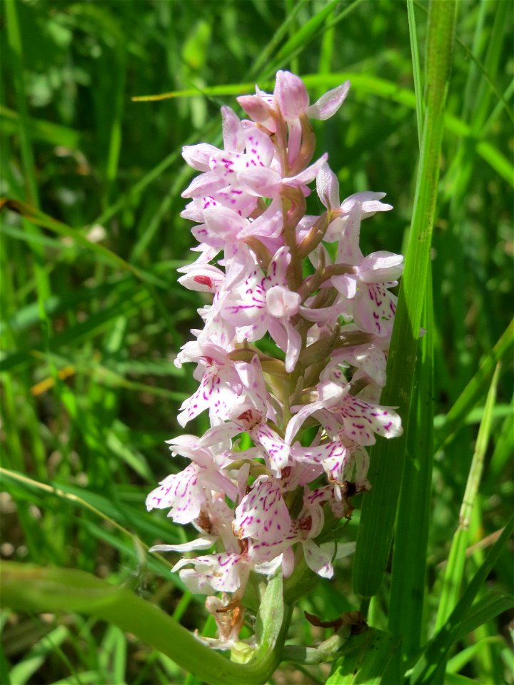Fuchs’ Knabenkraut (Dactylorhiza fuchsii) im Naturschutzgebiet „St. Arnualer Wiesen“