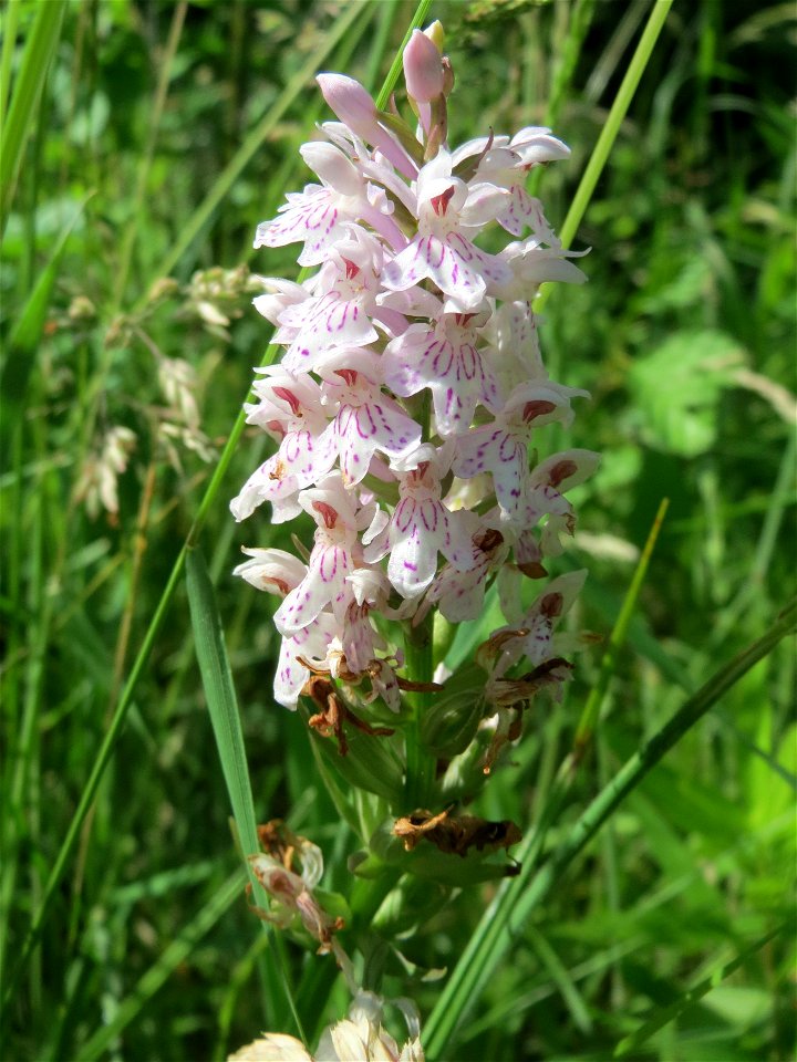 Fuchs’ Knabenkraut (Dactylorhiza fuchsii) im Naturschutzgebiet „St. Arnualer Wiesen“