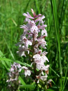 Fuchs’ Knabenkraut (Dactylorhiza fuchsii) im Naturschutzgebiet „St. Arnualer Wiesen“