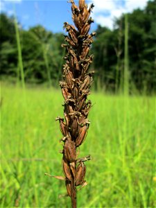 Fruchtstand vom Fuchs’ Knabenkraut (Dactylorhiza fuchsii) im Naturschutzgebiet Wusterhang und Beierwies bei Fechingen