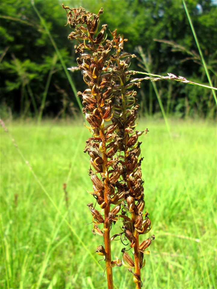 Fruchtstand vom Fuchs’ Knabenkraut (Dactylorhiza fuchsii) im Naturschutzgebiet Wusterhang und Beierwies bei Fechingen