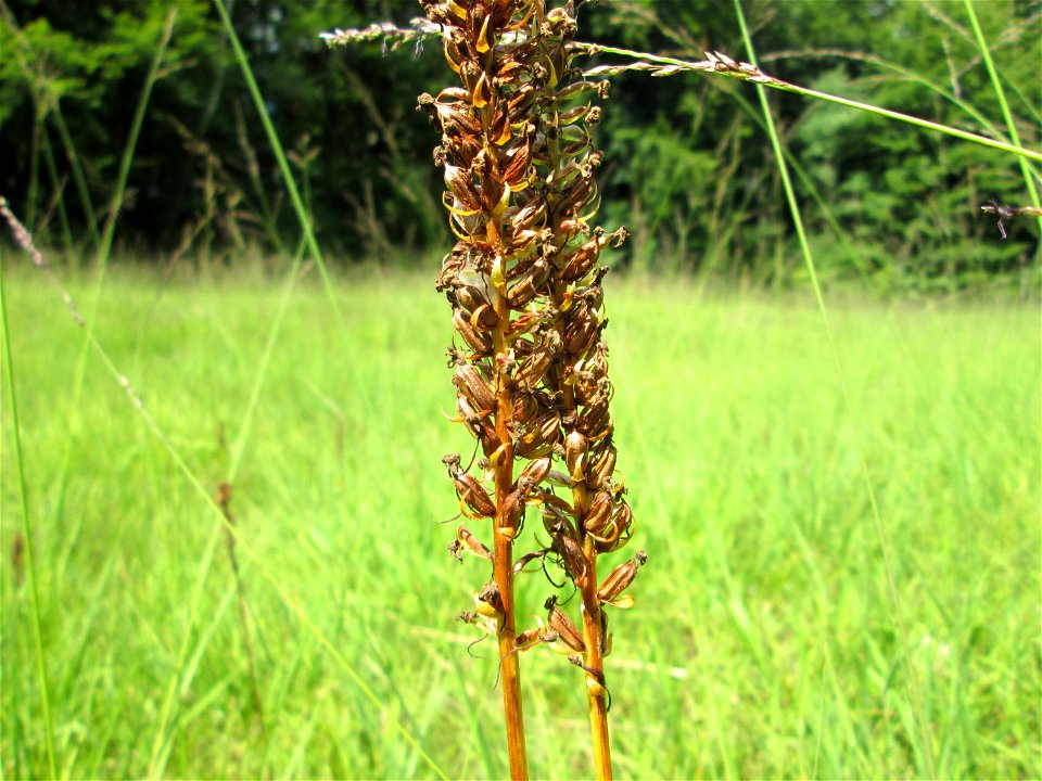 Fruchtstand vom Fuchs’ Knabenkraut (Dactylorhiza fuchsii) im Naturschutzgebiet Wusterhang und Beierwies bei Fechingen