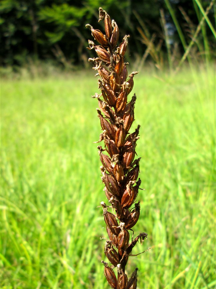 Fruchtstand vom Fuchs’ Knabenkraut (Dactylorhiza fuchsii) im Naturschutzgebiet Wusterhang und Beierwies bei Fechingen