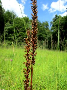 Fruchtstand vom Fuchs’ Knabenkraut (Dactylorhiza fuchsii) im Naturschutzgebiet Wusterhang und Beierwies bei Fechingen