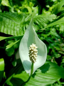 Peace lily spathiphyllum blossom photo