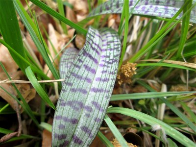 Grundblätter vom Fuchs’ Knabenkraut (Dactylorhiza fuchsii) im Naturschutzgebiet „Wusterhang“ oberhalb von Fechingen