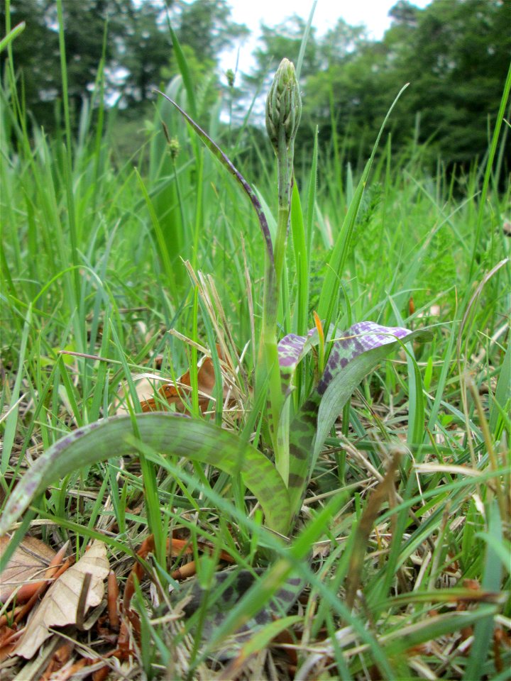 Fuchs’ Knabenkraut (Dactylorhiza fuchsii) im Naturschutzgebiet „Wusterhang“ oberhalb von Fechingen