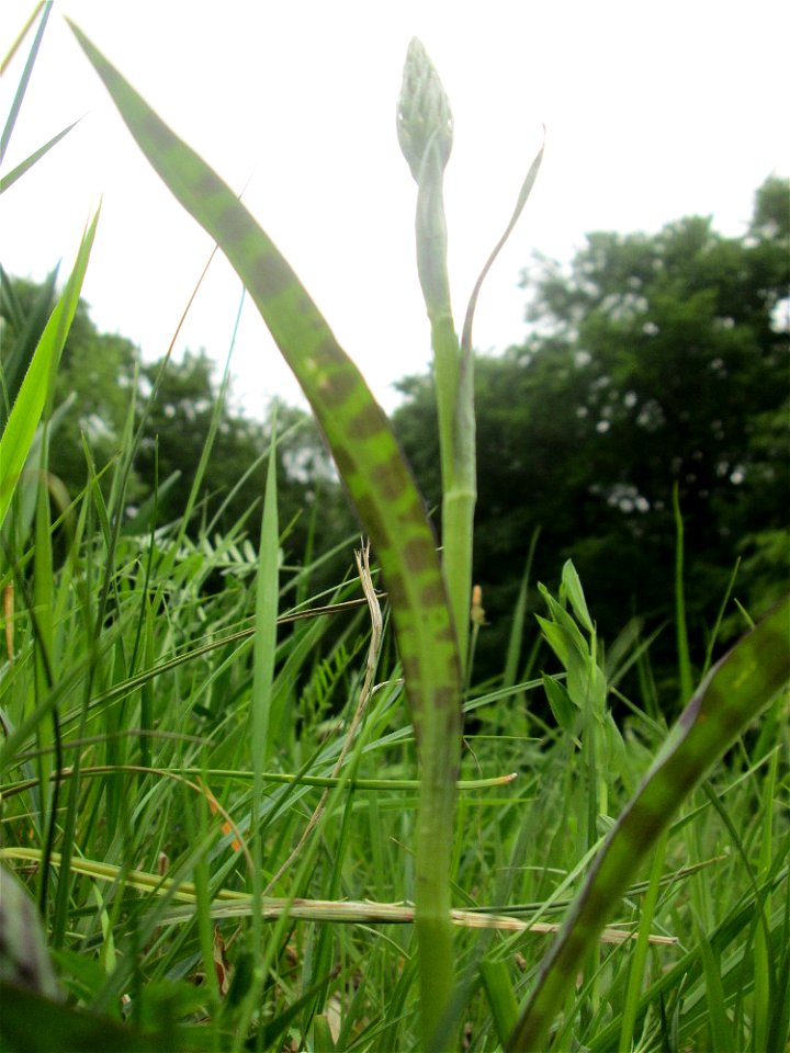 Fuchs’ Knabenkraut (Dactylorhiza fuchsii) im Naturschutzgebiet „Wusterhang“ oberhalb von Fechingen