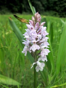 Fuchs’ Knabenkraut (Dactylorhiza fuchsii) im Naturschutzgebiet „Wusterhang“ oberhalb von Fechingen, gegenwärtig an diesem Standort häufig vorkommend