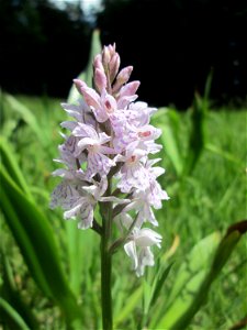 Fuchs’ Knabenkraut (Dactylorhiza fuchsii) im Naturschutzgebiet „Wusterhang“ oberhalb von Fechingen, gegenwärtig an diesem Standort häufig vorkommend