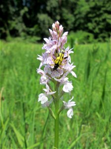 Fuchs’ Knabenkraut (Dactylorhiza fuchsii) im Naturschutzgebiet „Wusterhang“ oberhalb von Fechingen, gegenwärtig an diesem Standort häufig vorkommend