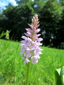 Fuchs’ Knabenkraut (Dactylorhiza fuchsii) im Naturschutzgebiet „Wusterhang“ oberhalb von Fechingen, gegenwärtig an diesem Standort häufig vorkommend
