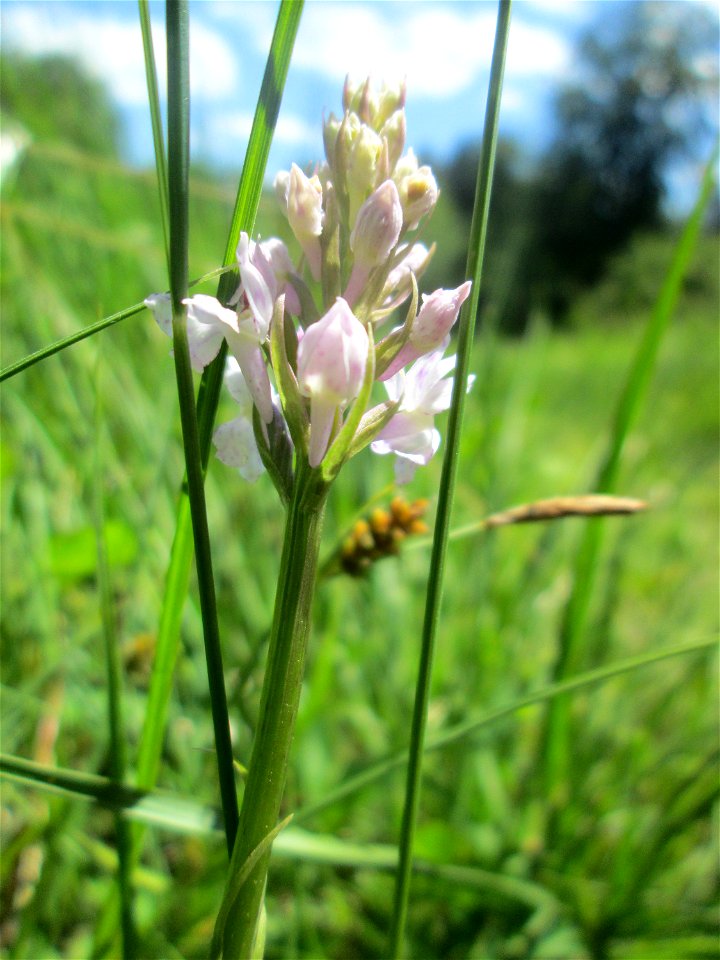 Fuchs’ Knabenkraut (Dactylorhiza fuchsii) im Naturschutzgebiet „Wusterhang“ oberhalb von Fechingen, gegenwärtig an diesem Standort häufig vorkommend