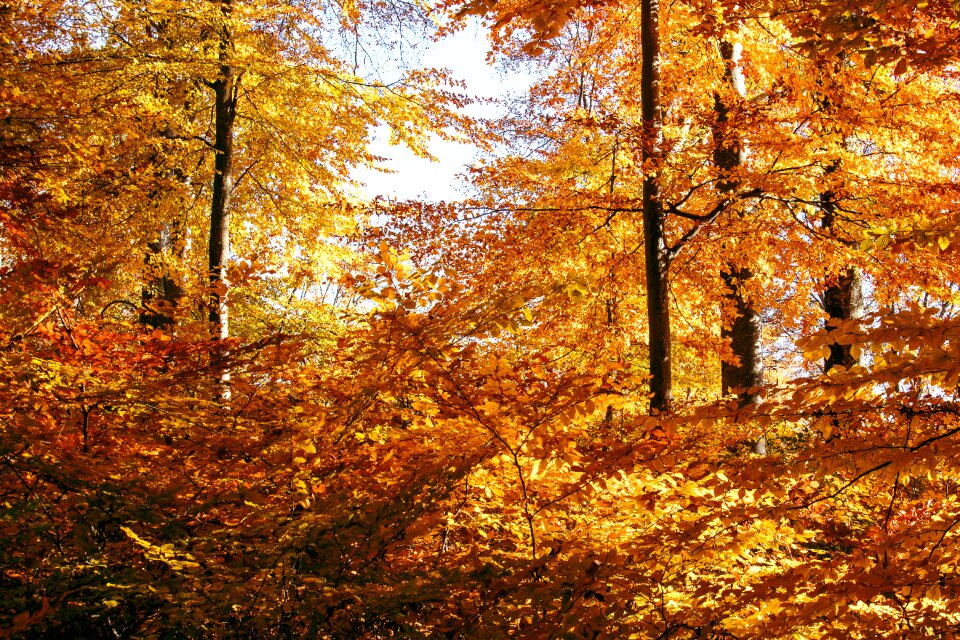 Deciduous trees leaves emerge photo