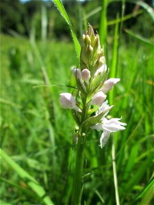 Fuchs’ Knabenkraut (Dactylorhiza fuchsii) im Naturschutzgebiet „Wusterhang“ oberhalb von Fechingen, gegenwärtig an diesem Standort häufig vorkommend
