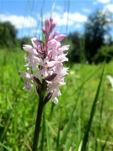 Fuchs’ Knabenkraut (Dactylorhiza fuchsii) im Naturschutzgebiet „Wusterhang“ oberhalb von Fechingen, gegenwärtig an diesem Standort häufig vorkommend