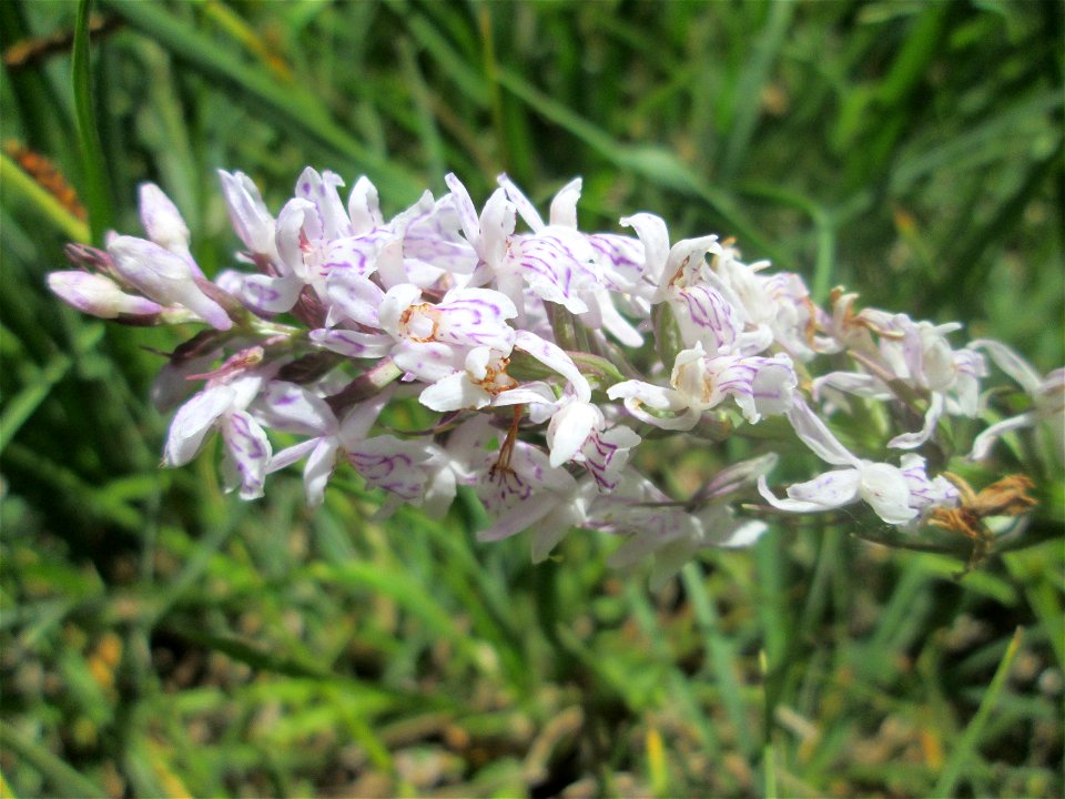 Fuchs’ Knabenkraut (Dactylorhiza fuchsii) im Naturschutzgebiet „Wusterhang“ oberhalb von Fechingen, gegenwärtig an diesem Standort häufig vorkommend