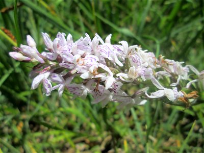 Fuchs’ Knabenkraut (Dactylorhiza fuchsii) im Naturschutzgebiet „Wusterhang“ oberhalb von Fechingen, gegenwärtig an diesem Standort häufig vorkommend