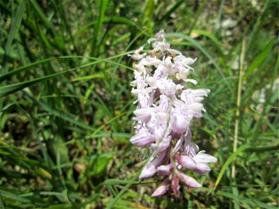 Fuchs’ Knabenkraut (Dactylorhiza fuchsii) im Naturschutzgebiet „Wusterhang“ oberhalb von Fechingen, gegenwärtig an diesem Standort häufig vorkommend