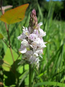 Fuchs’ Knabenkraut (Dactylorhiza fuchsii) im Naturschutzgebiet „Wusterhang“ oberhalb von Fechingen, gegenwärtig an diesem Standort häufig vorkommend