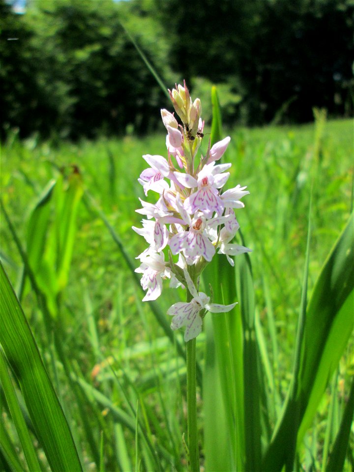 Fuchs’ Knabenkraut (Dactylorhiza fuchsii) im Naturschutzgebiet „Wusterhang“ oberhalb von Fechingen, gegenwärtig an diesem Standort häufig vorkommend