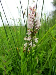 Fuchs’ Knabenkraut (Dactylorhiza fuchsii) an einem Kalkquellsumpf im Naturschutzgebiet Südlicher Bliesgau/Auf der Lohe bei Gersheim