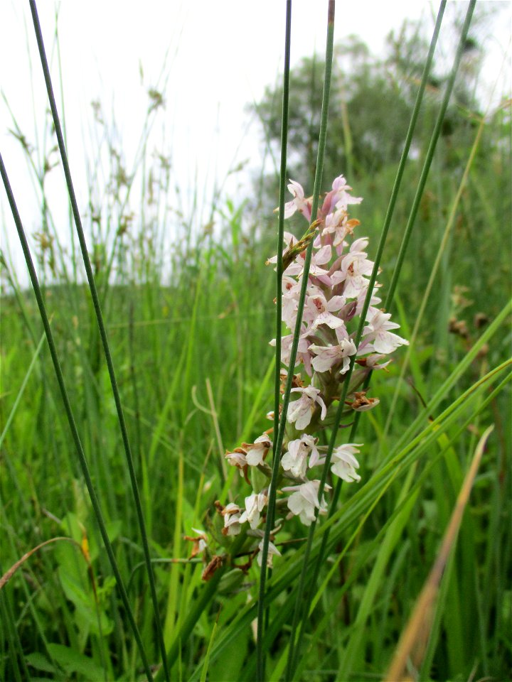 Fuchs’ Knabenkraut (Dactylorhiza fuchsii) an einem Kalkquellsumpf im Naturschutzgebiet Südlicher Bliesgau/Auf der Lohe bei Gersheim