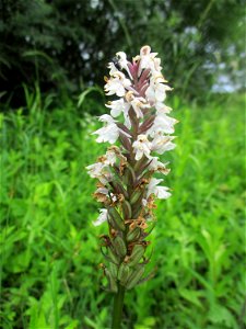 Fuchs’ Knabenkraut (Dactylorhiza fuchsii) an einem Kalkquellsumpf im Naturschutzgebiet Südlicher Bliesgau/Auf der Lohe bei Gersheim