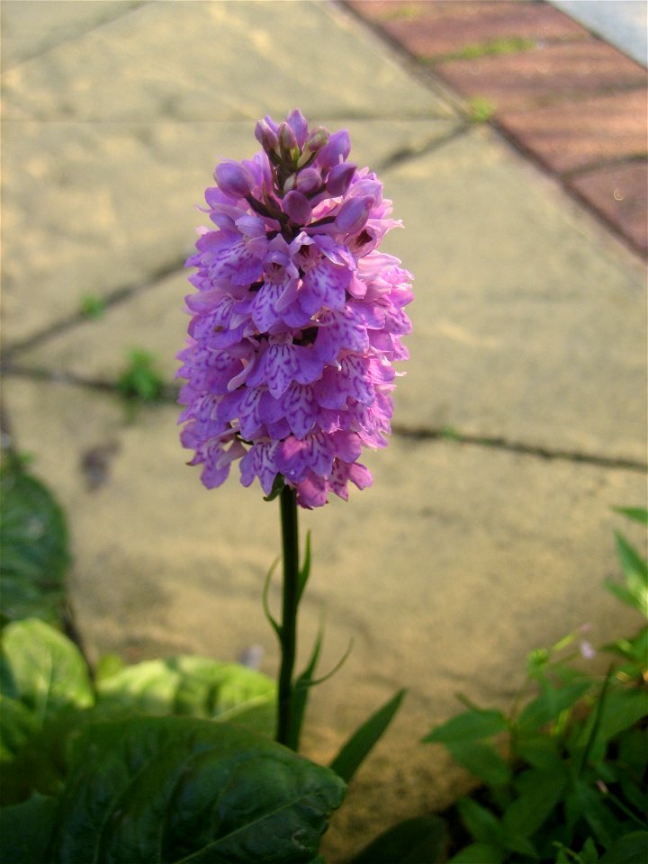 Common Spotted Orchid (Dactylorhiza fuchsii) growing with dandelion and willowherb in a patch of gravel in a front yard on Greenheys Lane West in Hulme