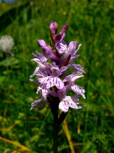 Dactylorhiza fuchsii (Orchidaceae). Mont d'Amin, Neuchâtel, Suisse.