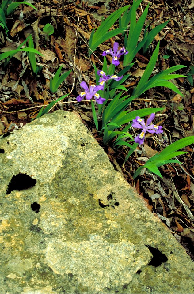 Iris cristata - Dwarf crested iris - Purple blue blossoms growing among fallen leaves and rocks.