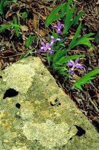 Iris cristata - Dwarf crested iris - Purple blue blossoms growing among fallen leaves and rocks.